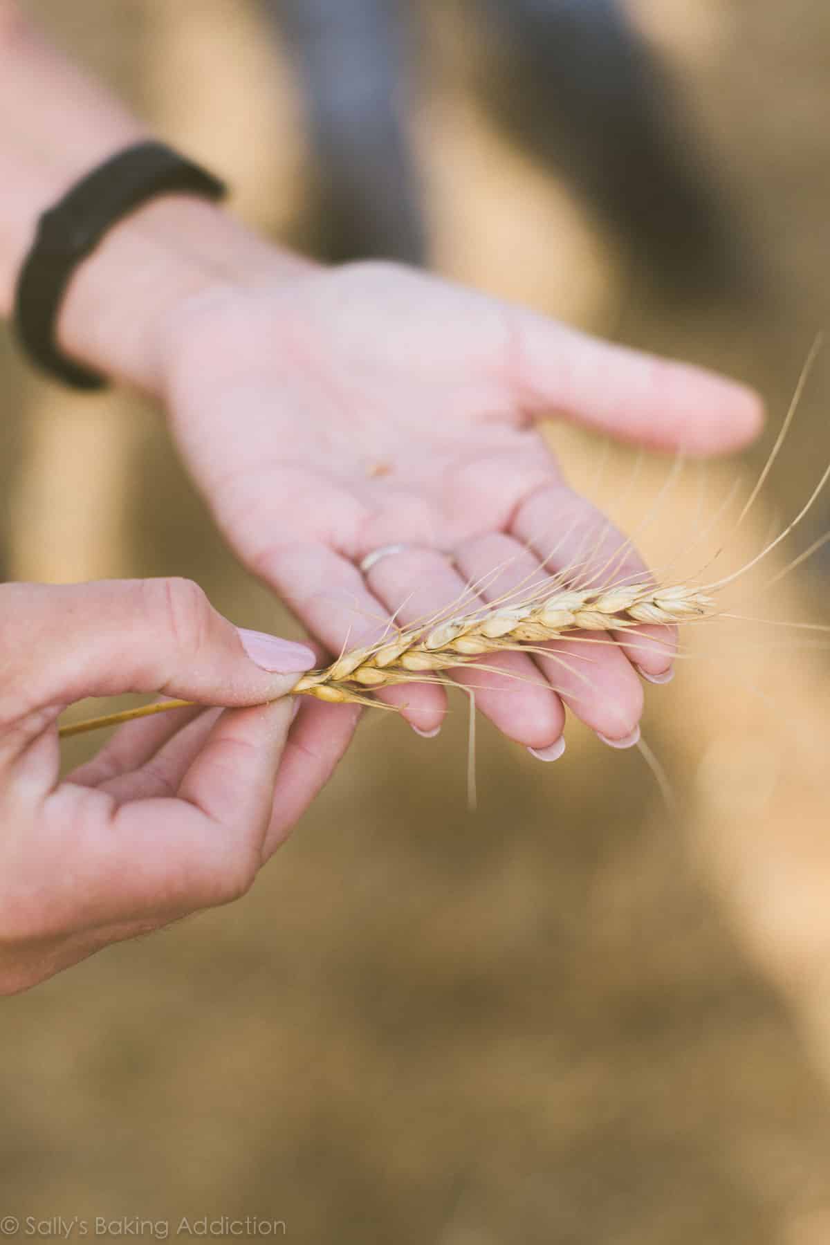 Kansas wheat tour