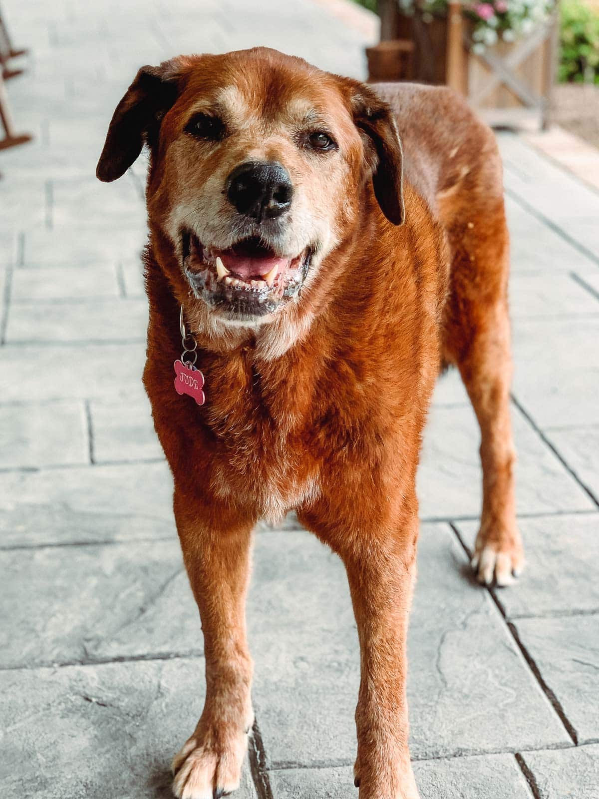 jude the dog